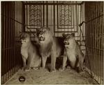 Lions in a cage