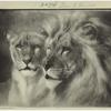 Lion & lioness