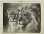Lion & lioness