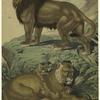 Male lion ; Female [lion] with cubs