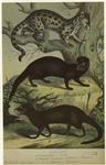 Viverra zibeths - Civet ; Herpestes ichneumon - Ichneumon - Mongoose ; Herpestes javanicus - Mongoose