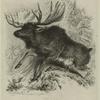 The elk