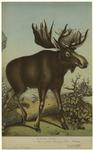 Alces jubata, European elk, moose