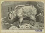 Rocky mountain goat - Aplocerus americanus