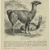 The llama