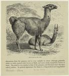 The llama