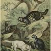 Lynx vulgaris -- Lynx ; Catus verus - Wilcat ; Catus domesticus - Housecat