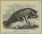 Lamantin (Manatus australis)