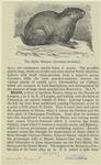 The alpine marmot (Arctomys marmotta)