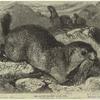 The alpine marmot