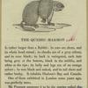 The Québec marmot