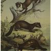 Martes martes -- Pine marten (Europe) ; [Martes] foina -- Stone [marten] ; [Martes] putorius -- Polecat (Weasel)