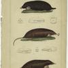 The common mole ; The radiated or American mole ; The Canadian scalops