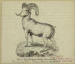 The mountain-sheep -- (Ovis montana)