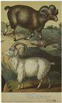 Cashmere goat (Capra laniger) ; Mountain sheep (Ovis ammon)
