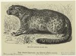 The snow-leopard, or Ounce (Felis uncia)