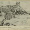 Mountain dwellers (Snow-leopards.)