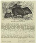 The collared peccary and young