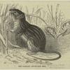The Barbary mouse