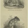 White-footed prairie-mouse ; Long-tailed jumping mouse