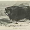 The musk-ox
