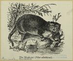 The musk-rat (Fiber zibethicus)