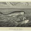 Narwhals, male and female