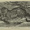 Ocelot -- Leopardus pardalis