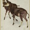 The okapi, the newly discovered animal living in the forests of Africa