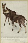 The okapi, the newly discovered animal living in the forests of Africa