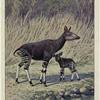 Das Okapi