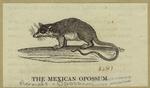 The Mexican opossum