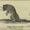 The phalanger