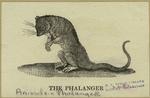 The phalanger