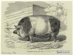 Harrison pig