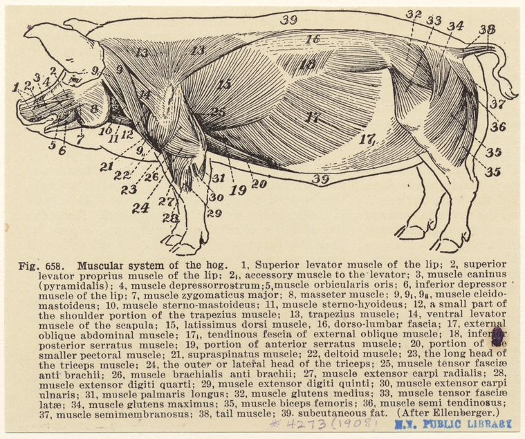 Muscular system of the hog - NYPL Digital Collections