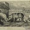 Pigs at a farm