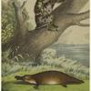 Ornithorhynchus paradoxus -- platypus ; Bradypus tridactylus -- three-toed sloth