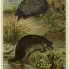 Porcupine ant-eater ; Duck mole