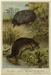 Porcupine ant-eater ; Duck mole