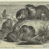 The prairie-marmot