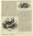 The hare ; The rabbit