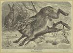 Hare -- Lepus timidus