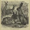 Hares (Lepus timidus)