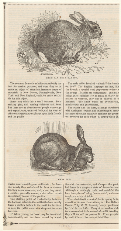 American gray rabbit ; Half lop - NYPL Digital Collections