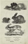 Lepus cuniculus ; Cavia cobaya ; Lepus timidus ; Lepus variabilis ; Lagomys ogotona