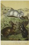 Lepus timidus -- common hare (Europe) ; [Lepus] variabilis -- varying [hare, Europe] ; [Lepus] caniculus -- rabbit