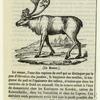 Le renne ou rhenne (Cervus tarandus)