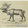 Le renne (Cervus tarandus)