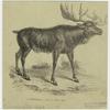 A. Palmatus, elk or moose deer